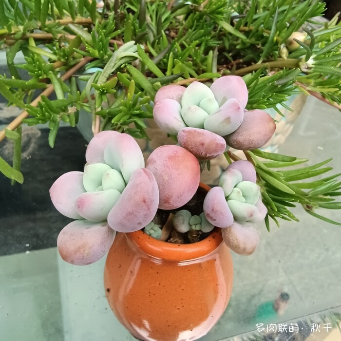 秋雨后的多肉，变肥了