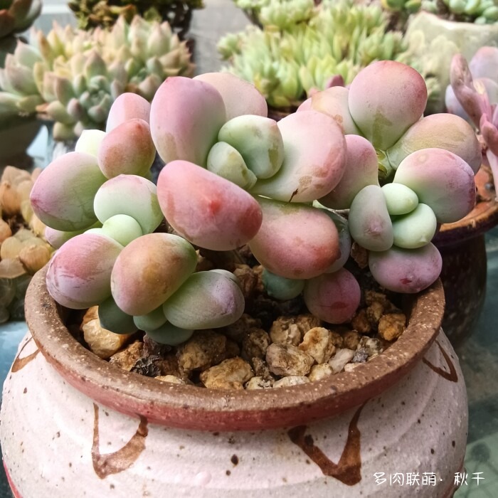 秋雨后的多肉，变肥了