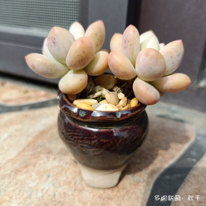 秋雨后的多肉，变肥了