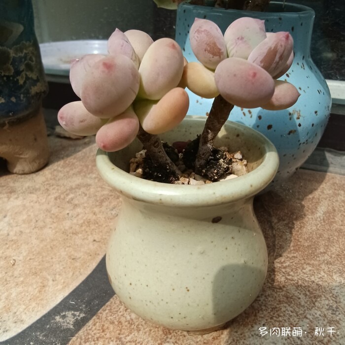 秋雨后的多肉，变肥了