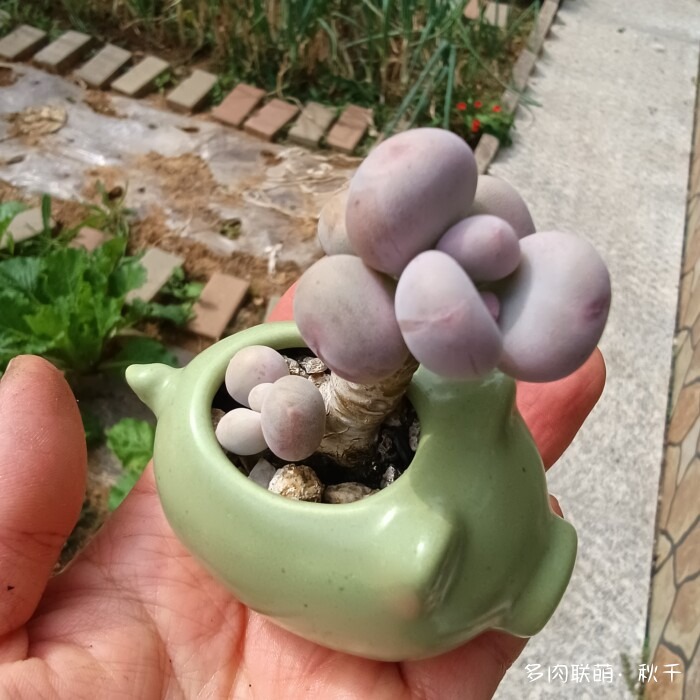 秋雨后的多肉，变肥了