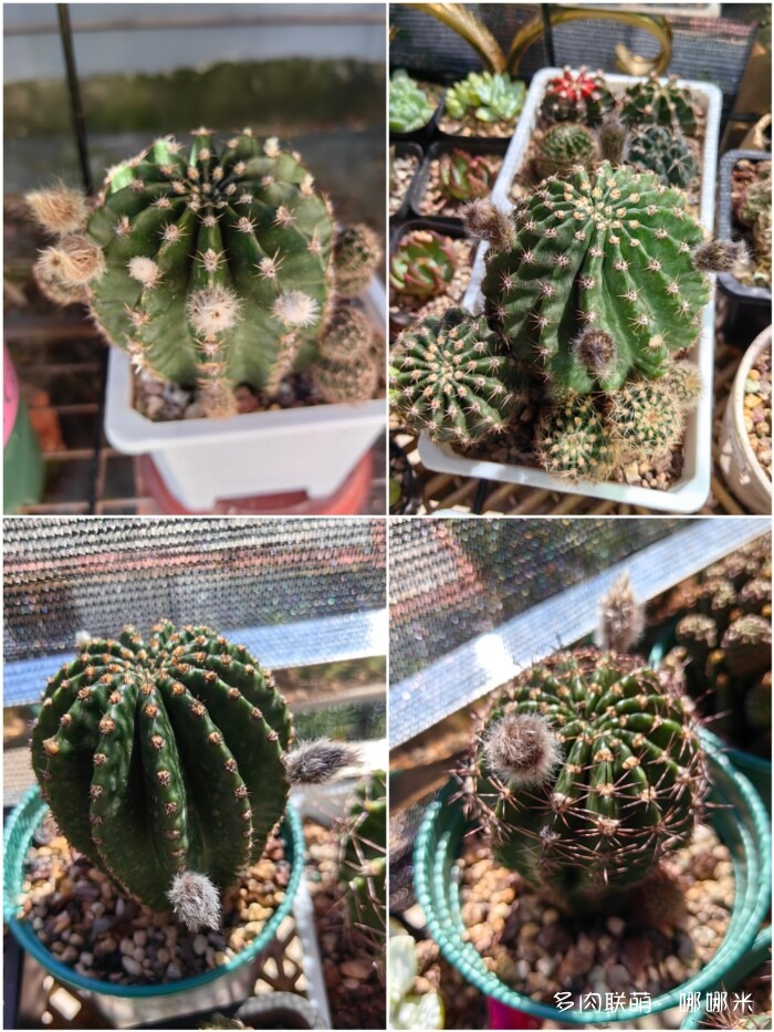 仙人球