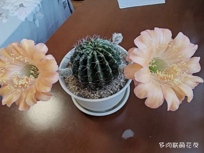 九月还得看球花