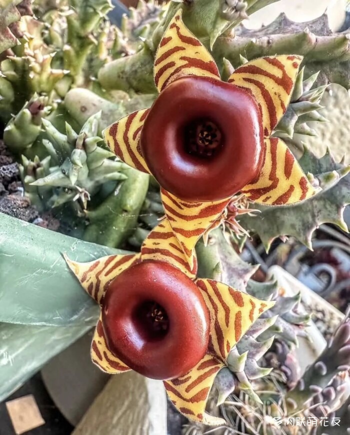 九月还得看球花
