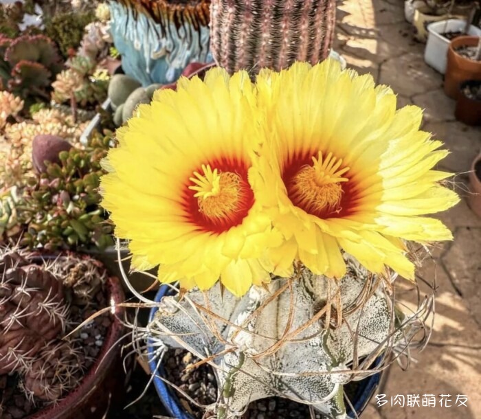 九月还得看球花