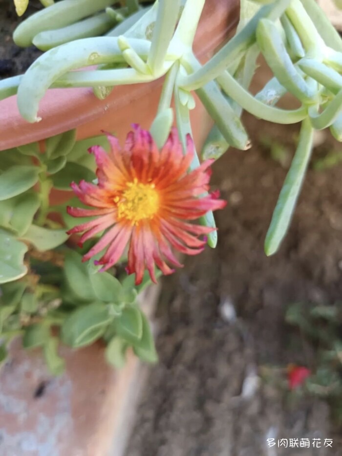 九月还得看球花