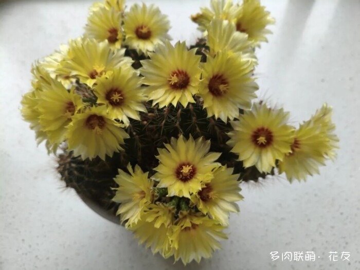 花友的仙人球