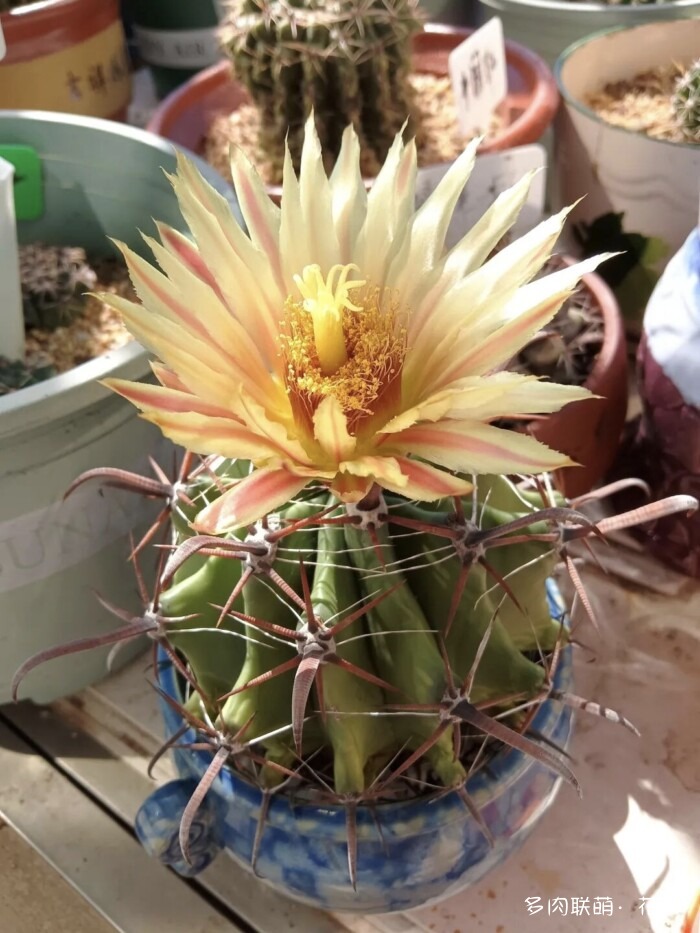 花友的仙人球