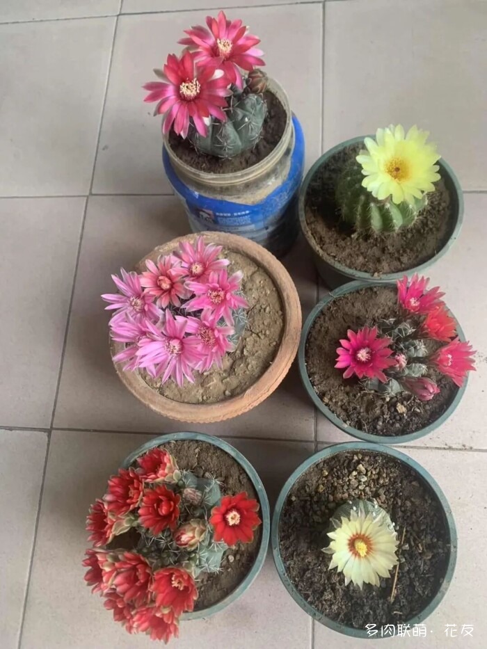 花友的仙人球
