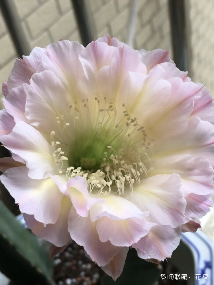 花友的仙人球