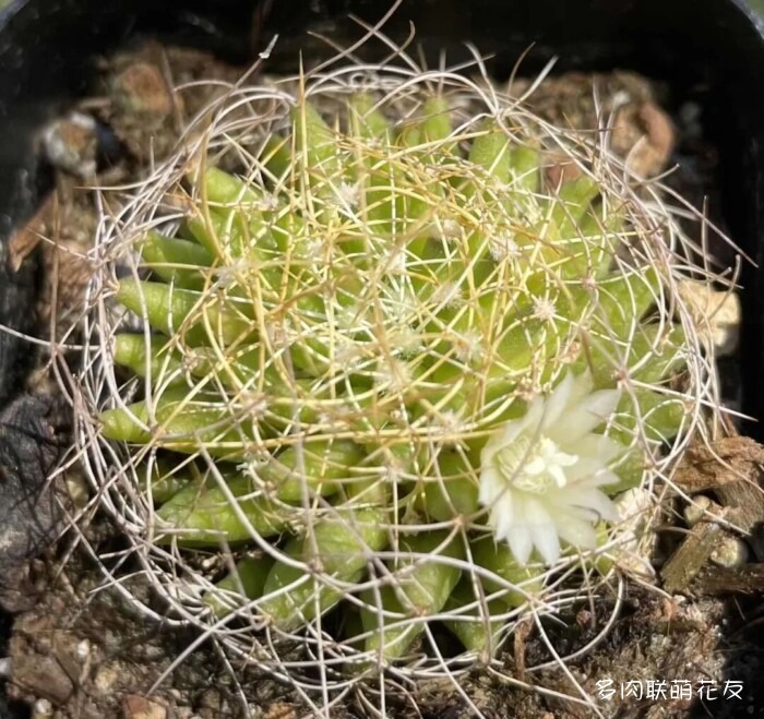 九月还得看球花