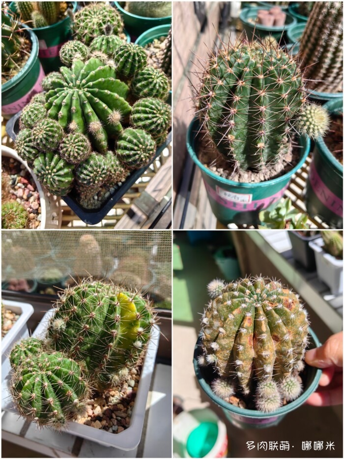 仙人球