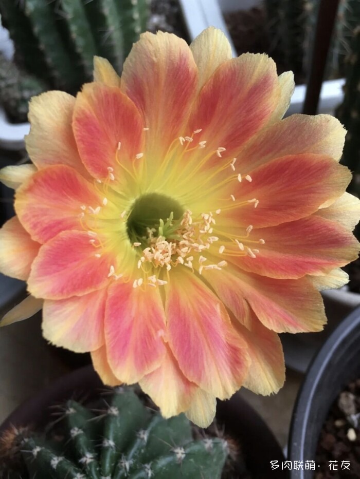 花友的仙人球