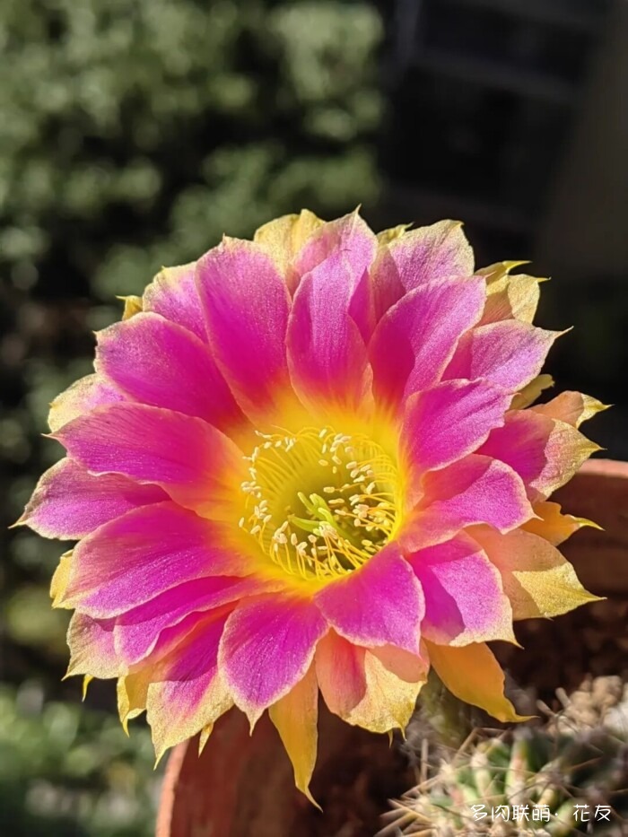 花友的仙人球