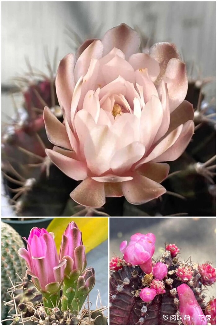 花友的仙人球