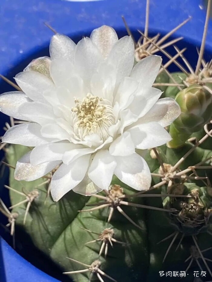 花友的仙人球