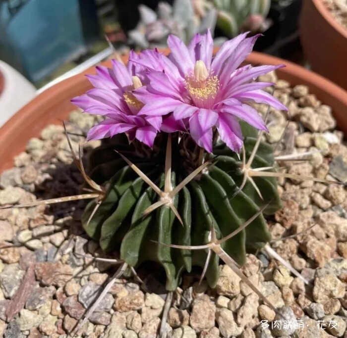 花友的仙人球