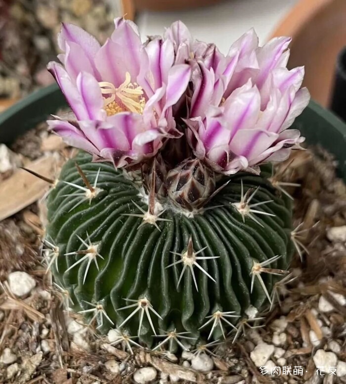 花友的仙人球