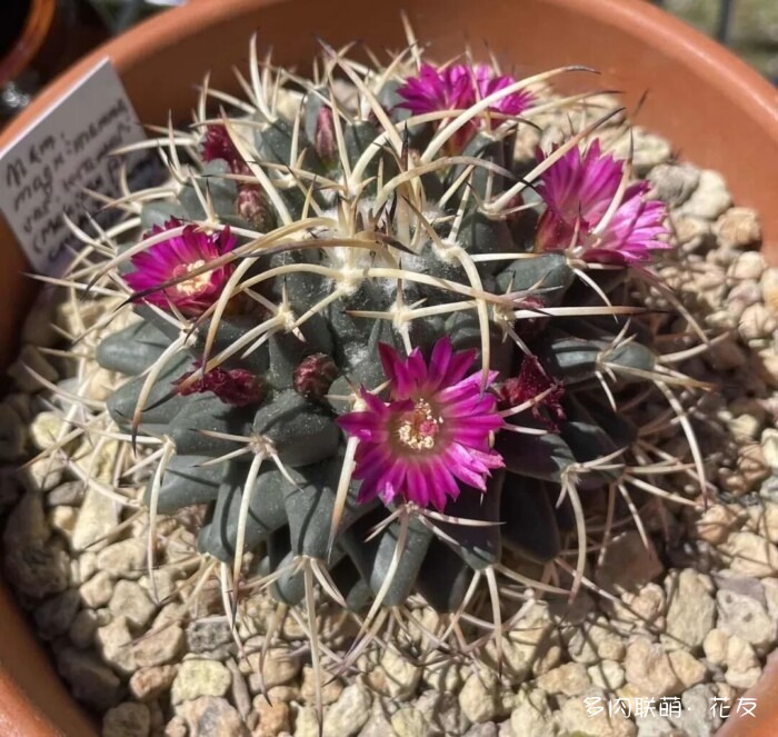 花友的仙人球