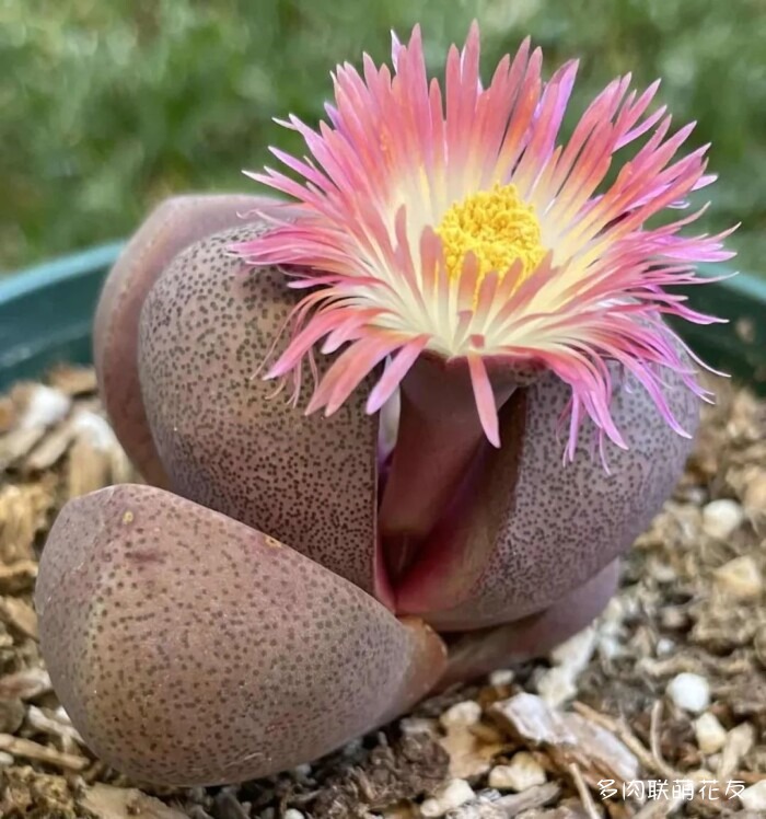 九月还得看球花