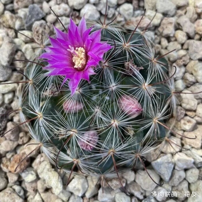 花友的仙人球