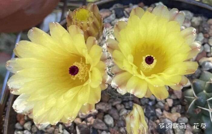 花友的仙人球