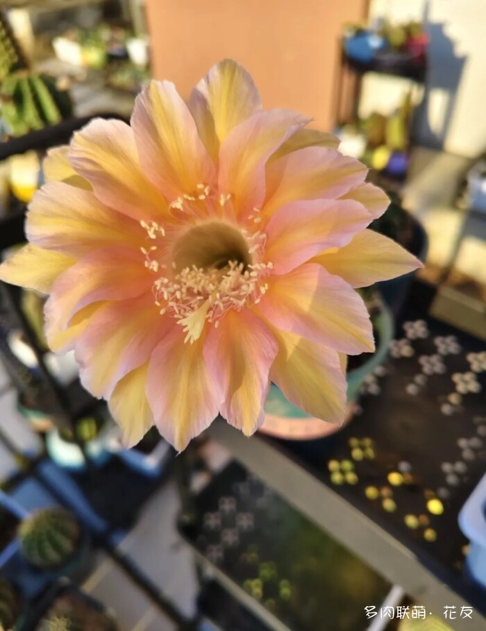 花友的仙人球