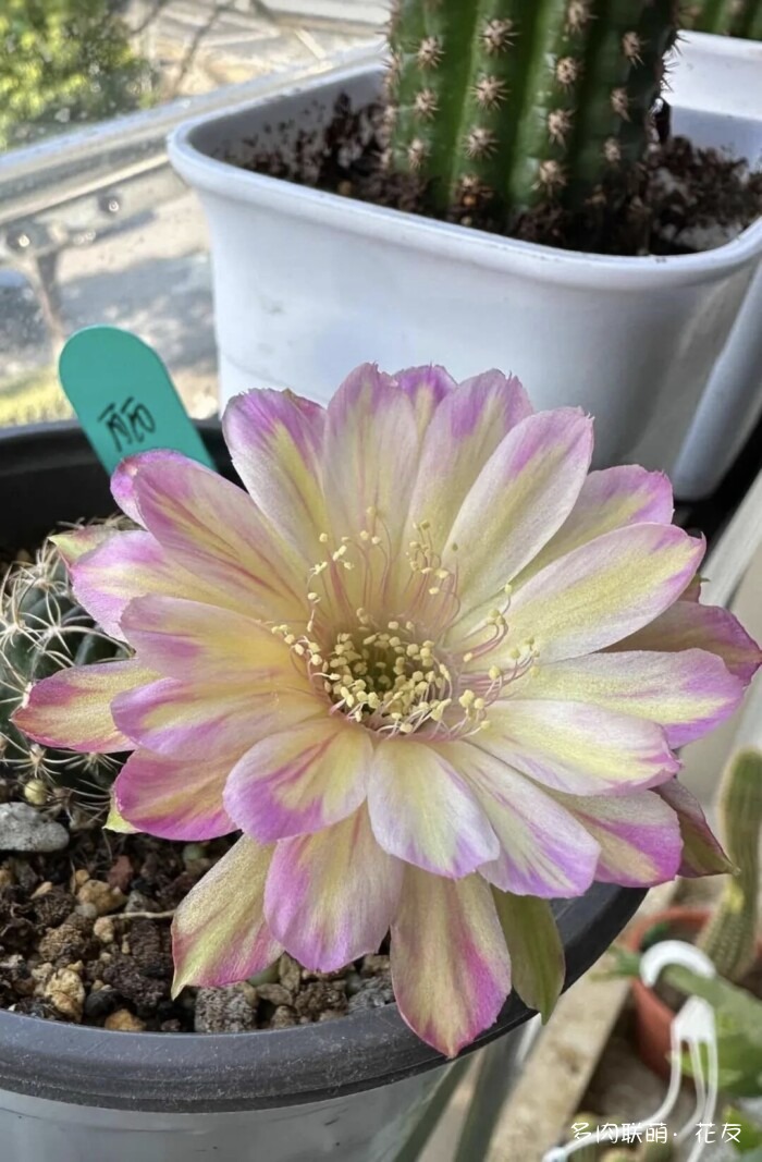 花友的仙人球