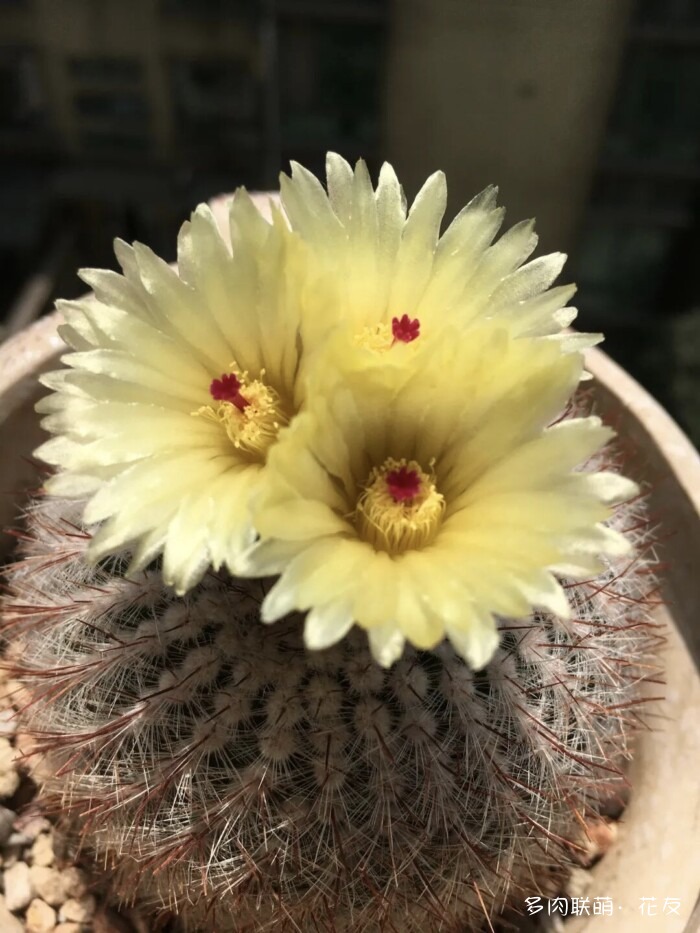 花友的仙人球