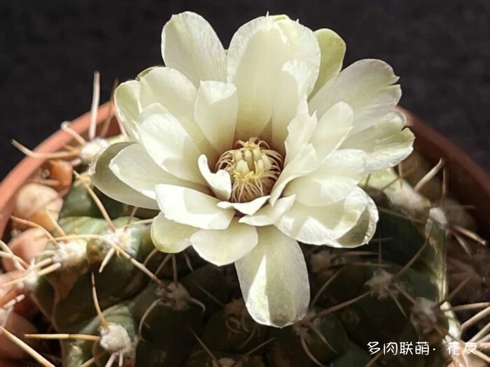 花友的仙人球