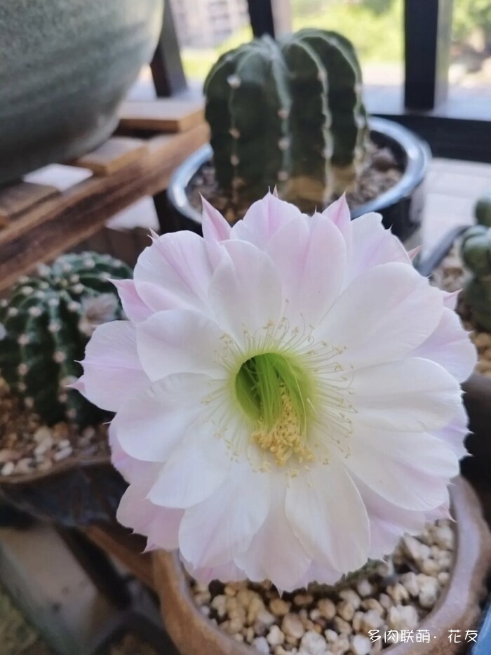 花友的仙人球