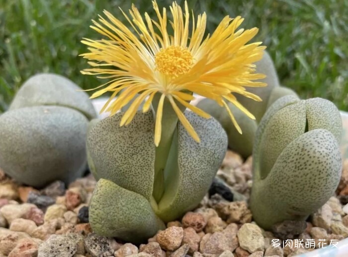 九月还得看球花