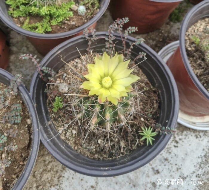 花友的仙人球