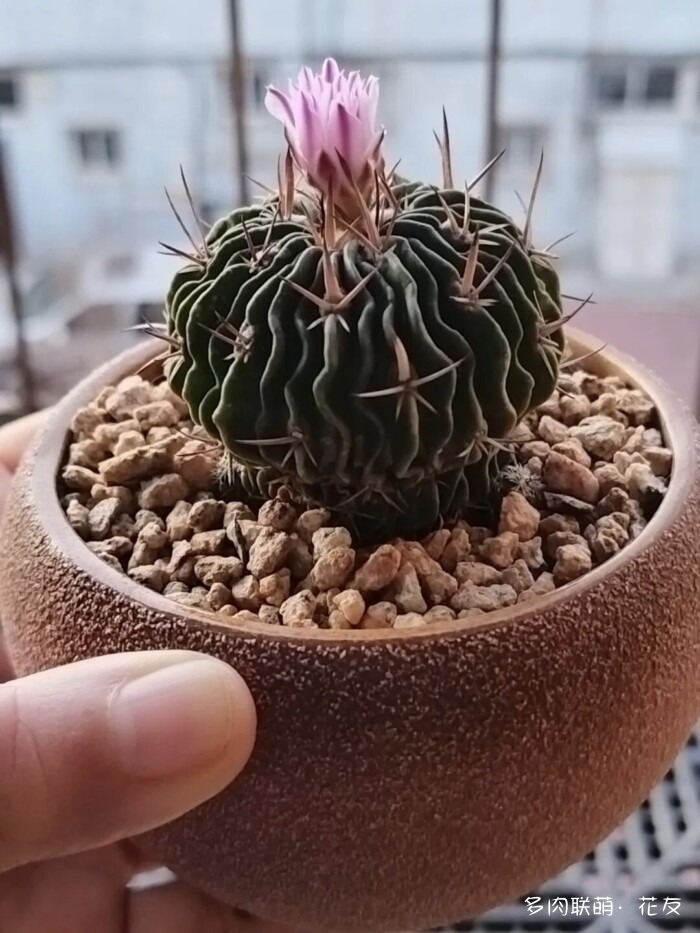 花友的仙人球