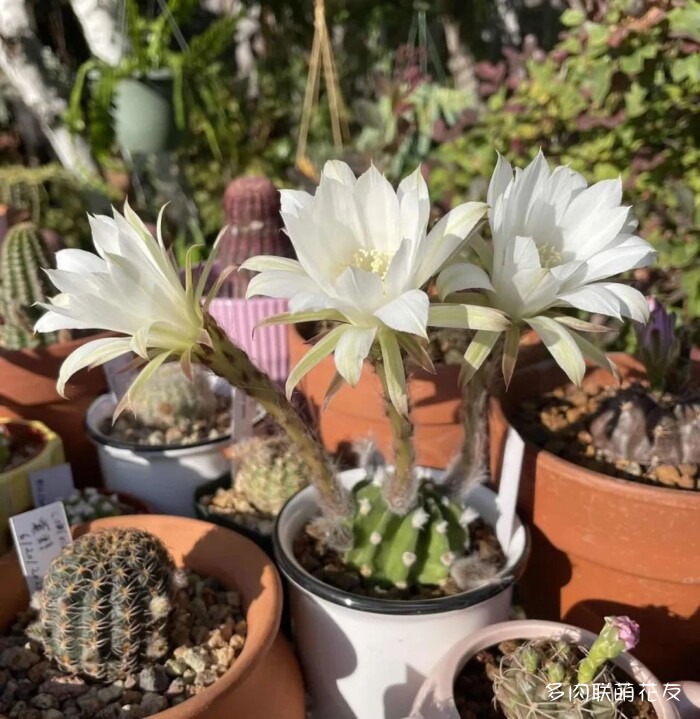 九月还得看球花