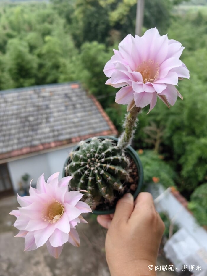 看看夏天的仙人球