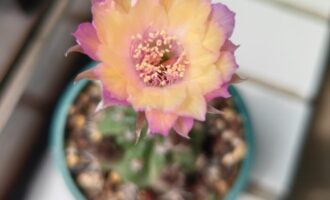 好事成双之球花篇二十