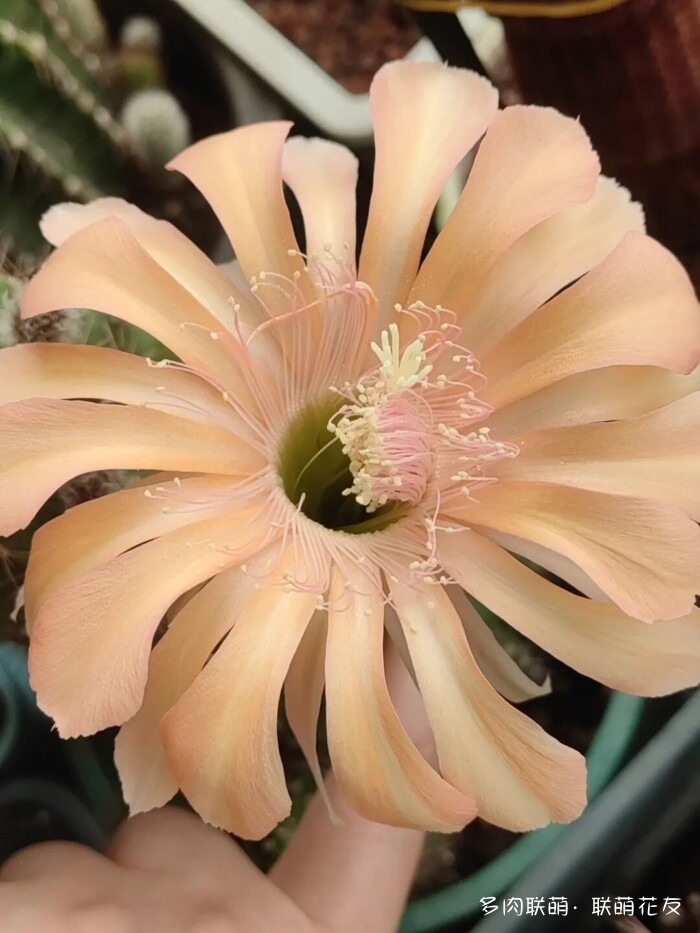 看看夏天的仙人球