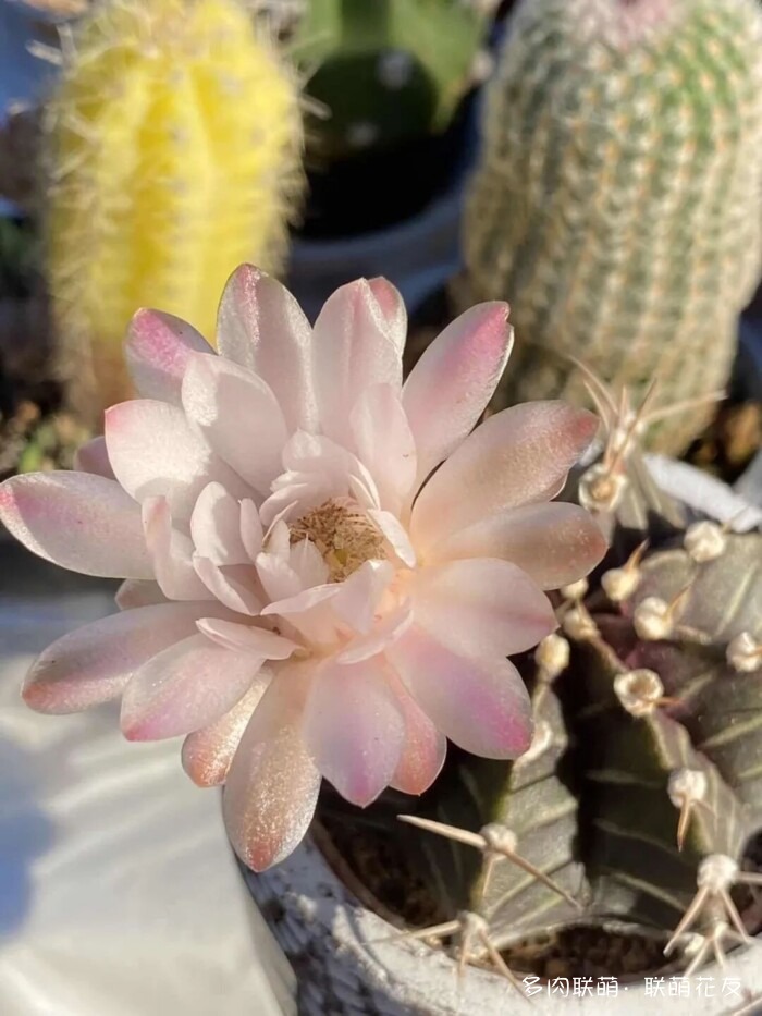 看看夏天的仙人球