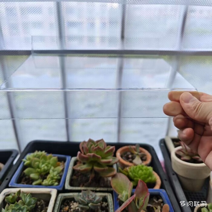 自制多肉防雨神器