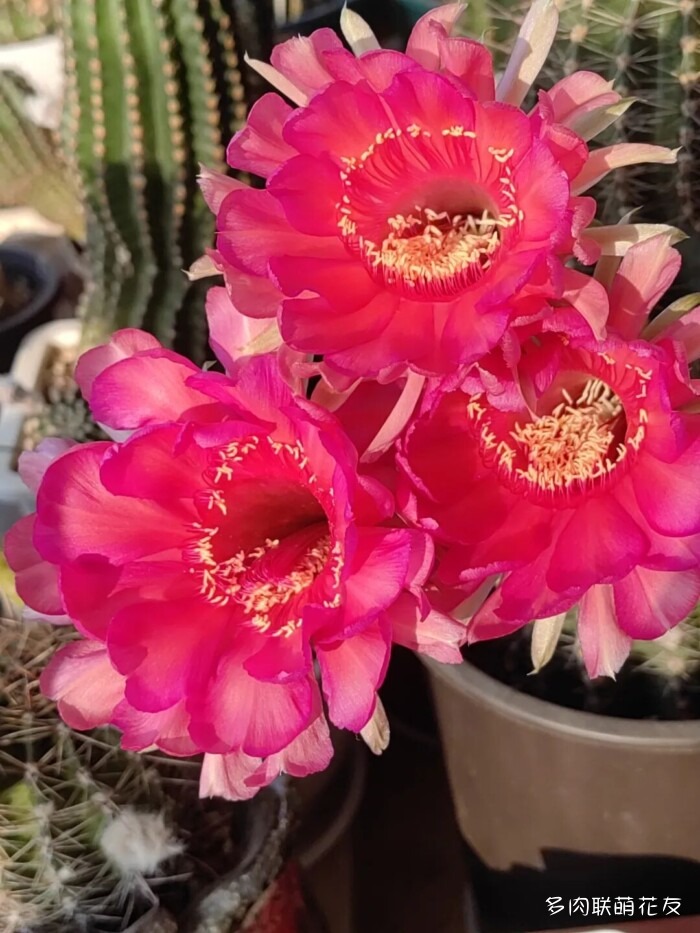 开花的仙人球