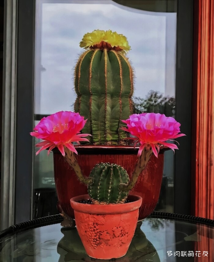 开花的仙人球