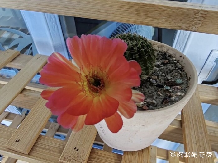 九月还得看球花