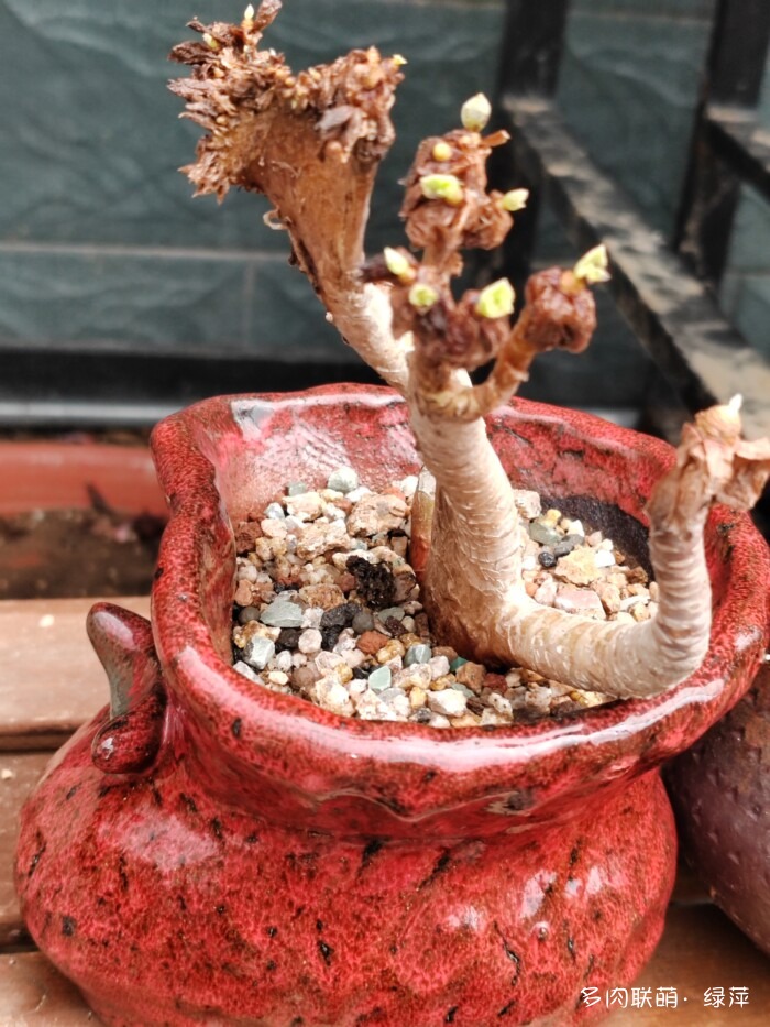 山东秋天的多肉
