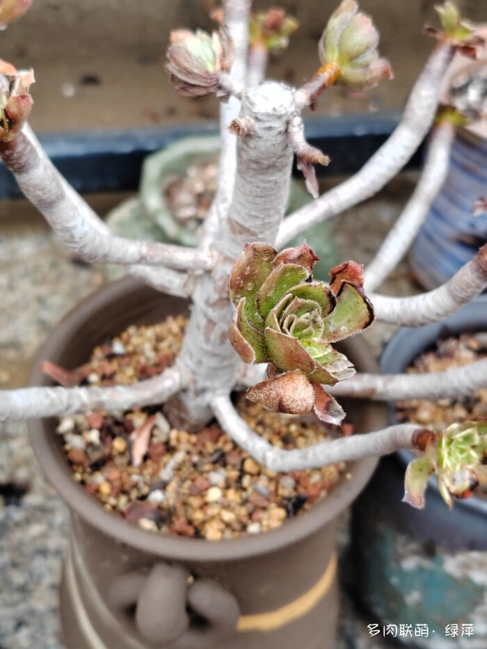 山东秋天的多肉