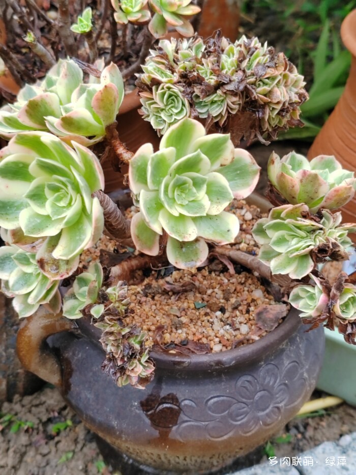 山东秋天的多肉
