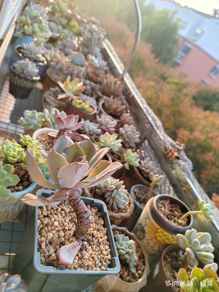 山东秋天的多肉