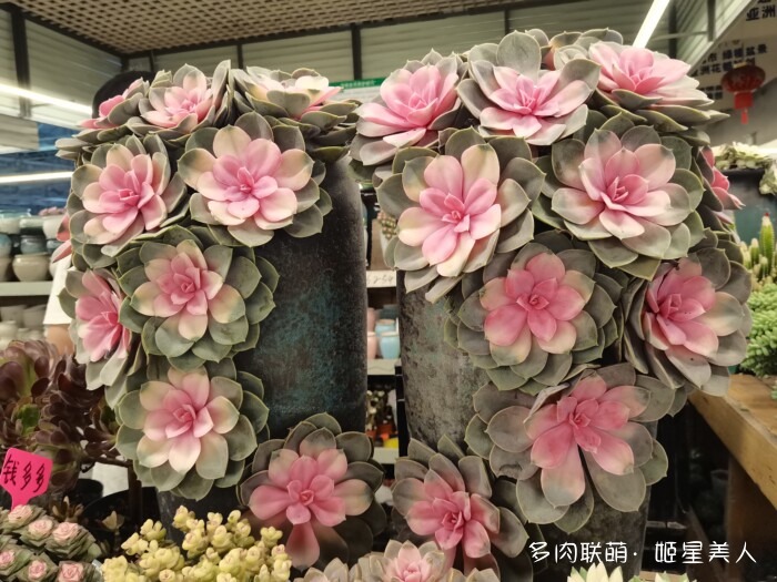 云南的多肉