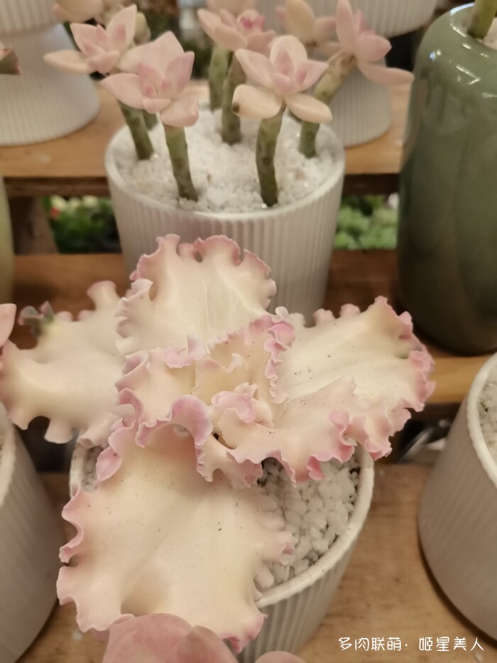 云南的多肉