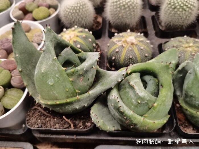 云南的多肉